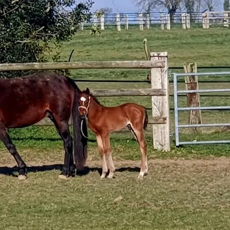 Haras D'elevage De Chevaux