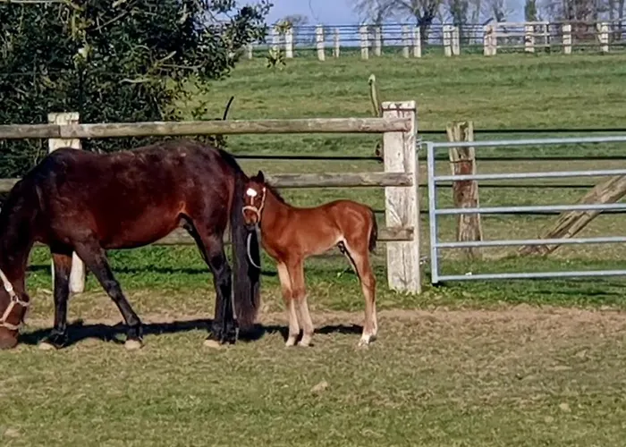 Haras D'elevage De Chevaux